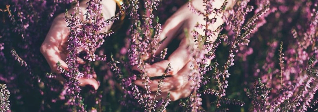 LES FLEURS DE BACH, C'EST QUOI?