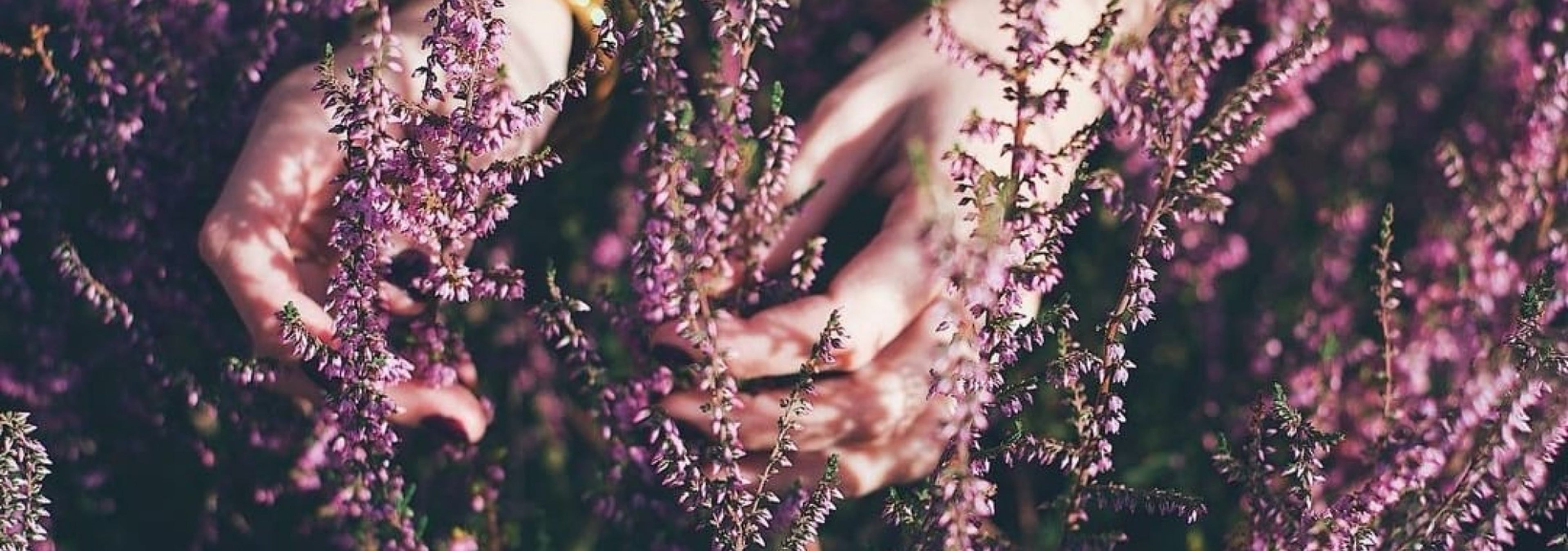 LES FLEURS DE BACH, C'EST QUOI?